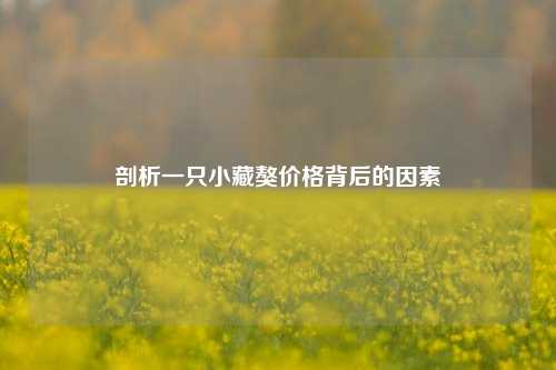 剖析一只小藏獒价格背后的因素