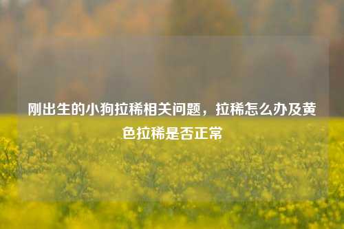 刚出生的小狗拉稀相关问题，拉稀怎么办及黄色拉稀是否正常