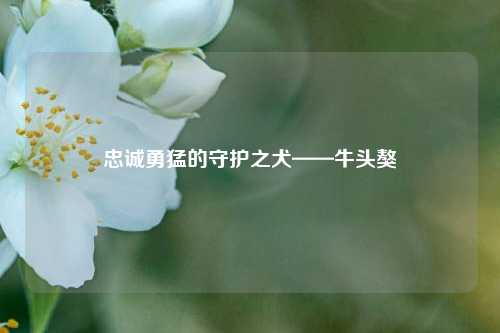 忠诚勇猛的守护之犬——牛头獒