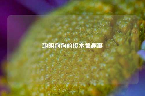 聪明狗狗的接水管趣事