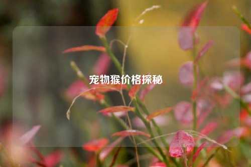 宠物猴价格探秘