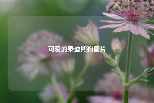 可爱的泰迪熊狗图片