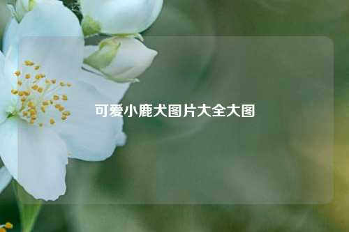 可爱小鹿犬图片大全大图