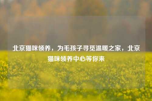 北京猫咪领养，为毛孩子寻觅温暖之家，北京猫咪领养中心等你来