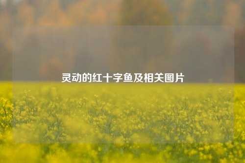 灵动的红十字鱼及相关图片