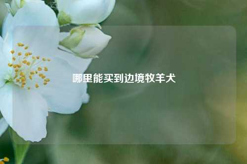 哪里能买到边境牧羊犬