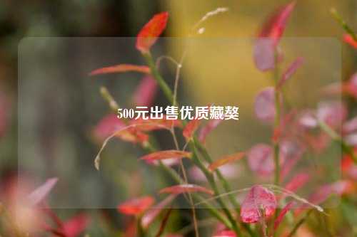 500元出售优质藏獒