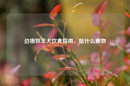 边境牧羊犬饮食指南，吃什么食物