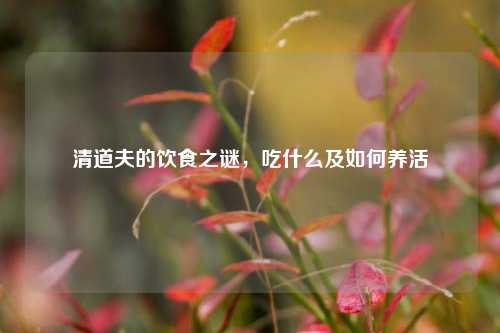 清道夫的饮食之谜，吃什么及如何养活