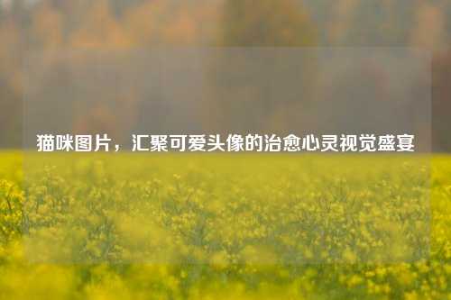 猫咪图片，汇聚可爱头像的治愈心灵视觉盛宴