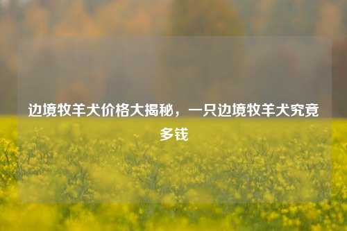 边境牧羊犬价格大揭秘，一只边境牧羊犬究竟多钱