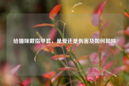 给猫咪戴指甲套，是爱还是伤害及如何卸除