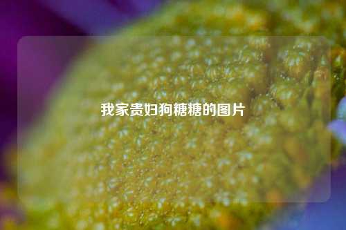 我家贵妇狗糖糖的图片