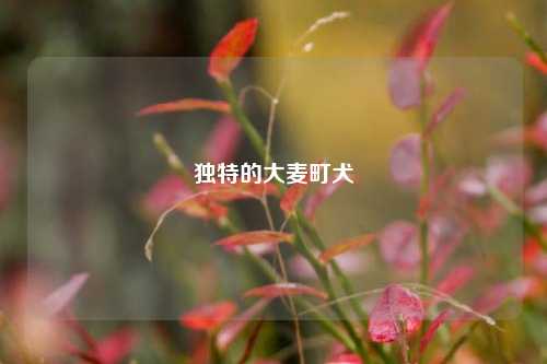 独特的大麦町犬