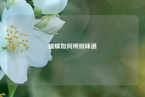 蝴蝶如何辨别味道