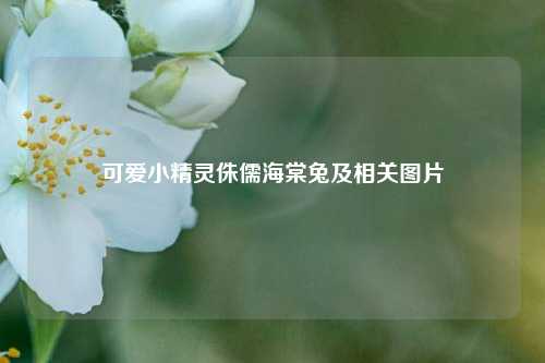 可爱小精灵侏儒海棠兔及相关图片