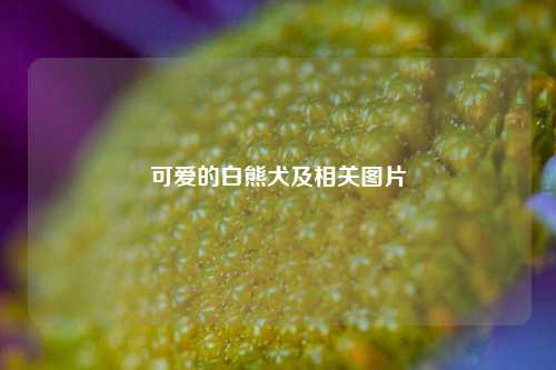 可爱的白熊犬及相关图片
