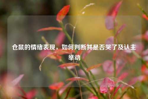 仓鼠的情绪表现，如何判断其是否哭了及认主举动