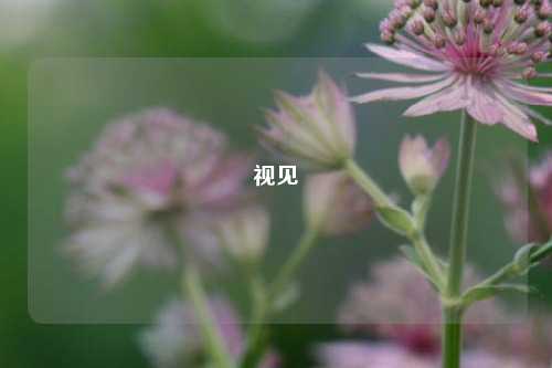 视见